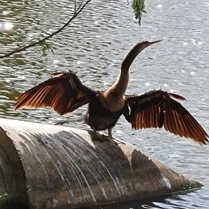 Meet your Posher, Lee